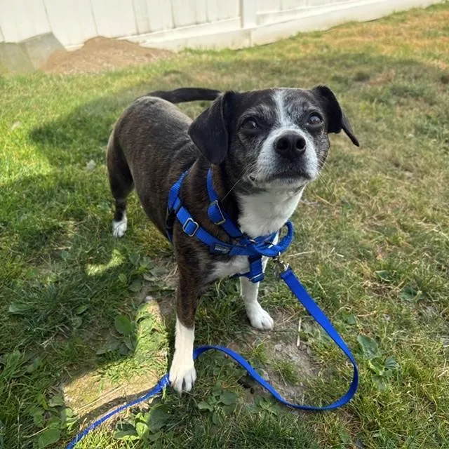 An adult small-sized female Beagle dog named Bailey for adoption in Boston, MA