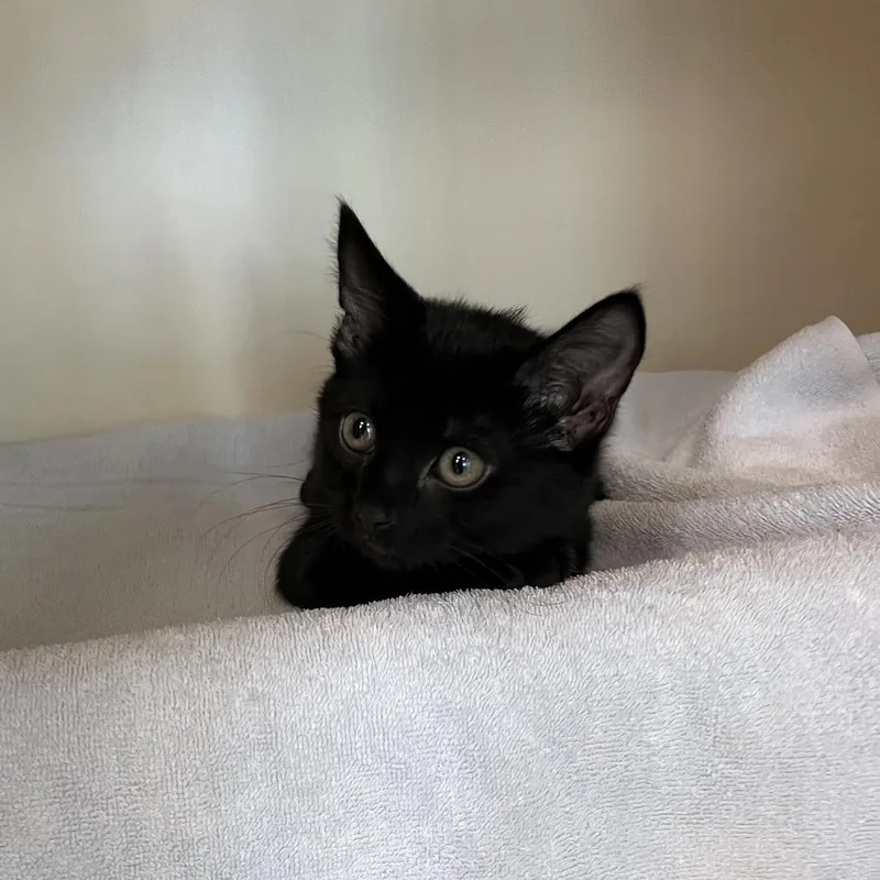 A baby small-sized male Domestic Short Hair cat named Freddie for adoption in Fairport, NY