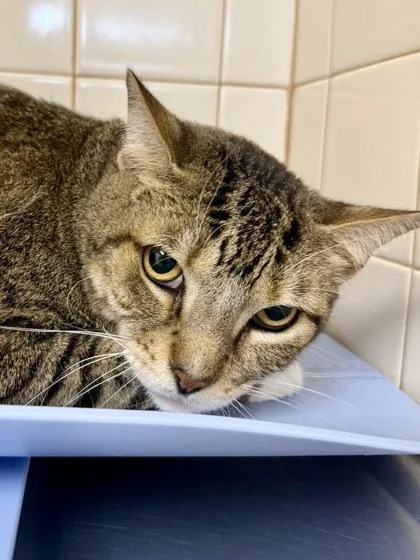 An adult extra large-sized male Domestic Short Hair cat named Rolly for adoption in San Antonio, TX