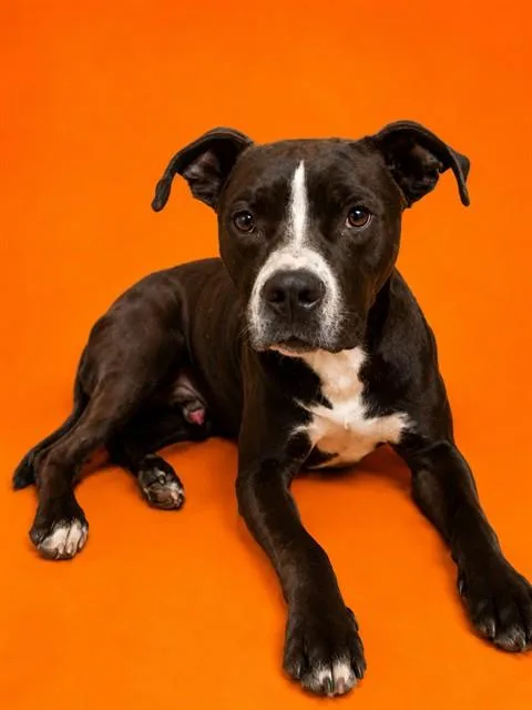 A young medium-sized male Mixed Breed dog named Sno Cap for adoption in Jacksonville, FL