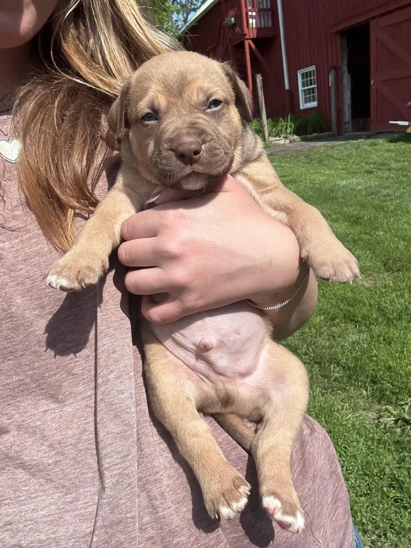 A baby medium-sized male Terrier dog named Chevy for adoption in Carmel, NY