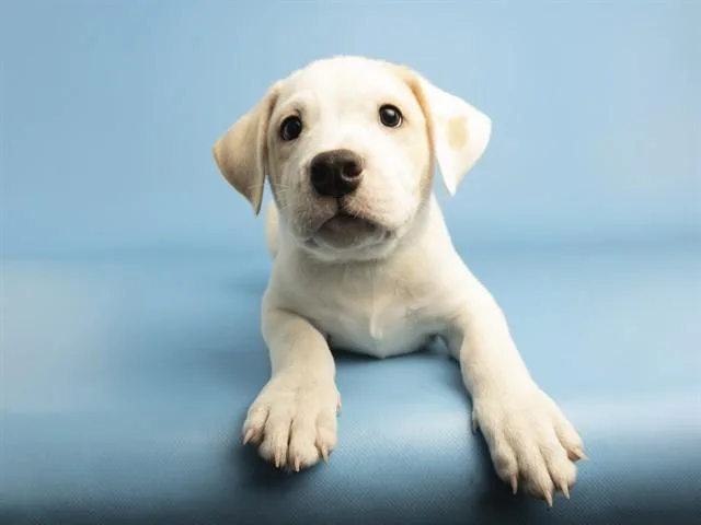 A baby small-sized male Boxer dog named Butterball for adoption in Phoenix, AZ