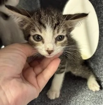 A baby medium-sized male Domestic Short Hair cat named Tobias for adoption in Gainesville, FL