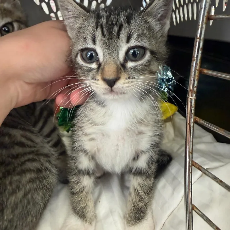 A baby small-sized male Gray / Blue / Silver Domestic Short Hair cat named Boots for adoption in Fort Bragg, CA