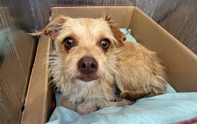 An adult small-sized female Terrier dog named Hera for adoption in San Antonio, TX