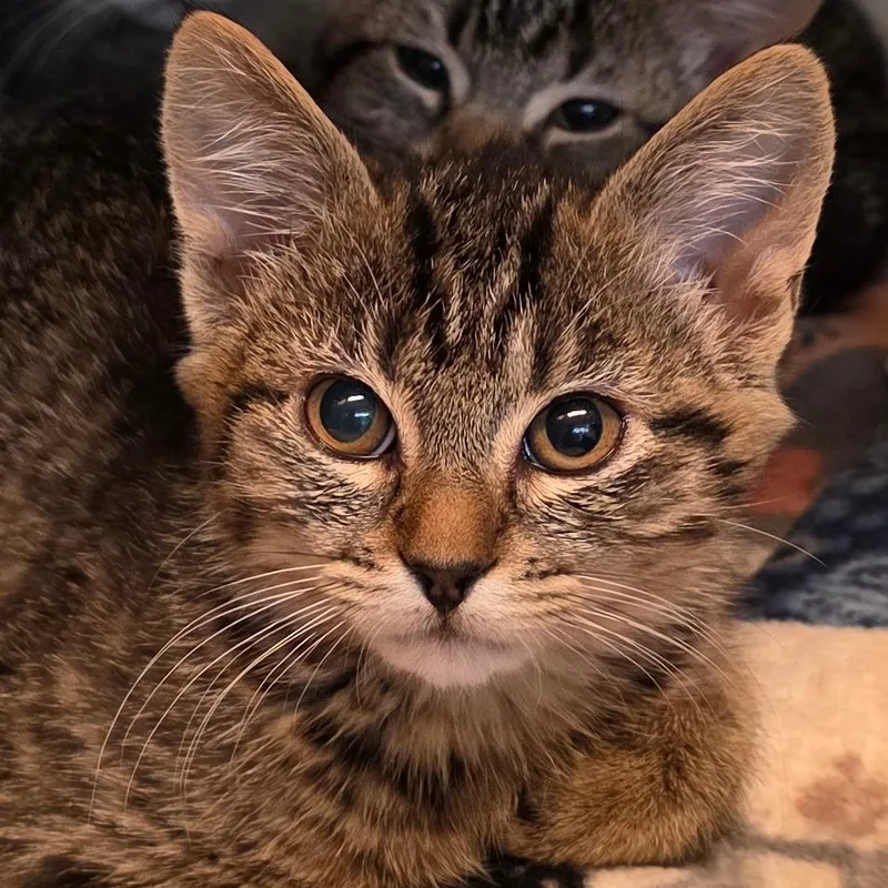A baby small-sized female Brown / Chocolate Domestic Short Hair cat named Enoki for adoption in Buellton, CA
