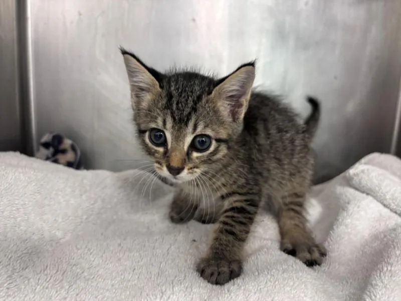 A baby small-sized male Domestic Short Hair cat named Drew for adoption in Houston, TX