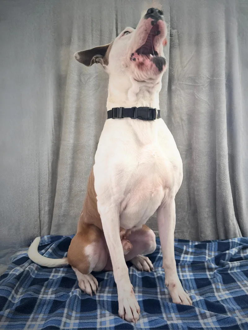 Petey | Adult | thumbnail 3