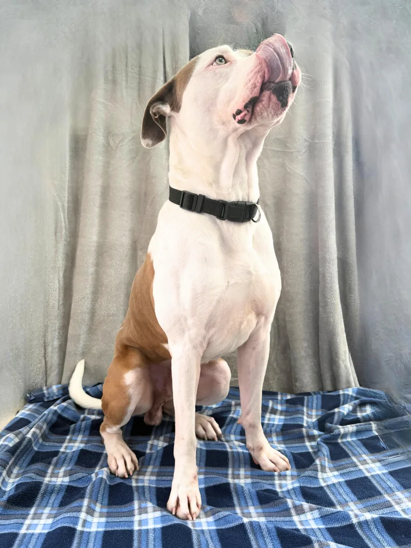 Petey | Adult | thumbnail 4