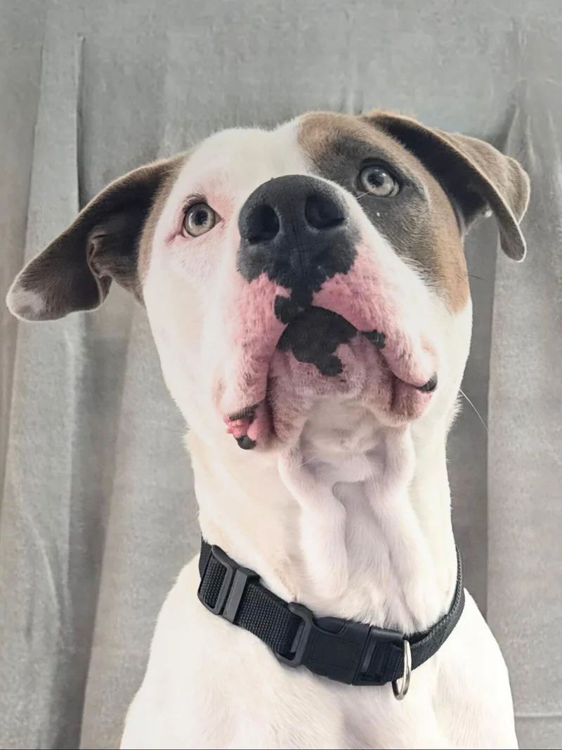 Petey | Adult | thumbnail 6