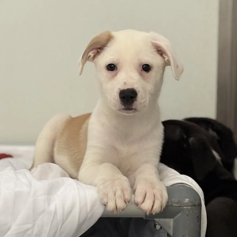 A baby small-sized female White / Cream Mixed Breed dog named Kj for adoption in Branson, MO