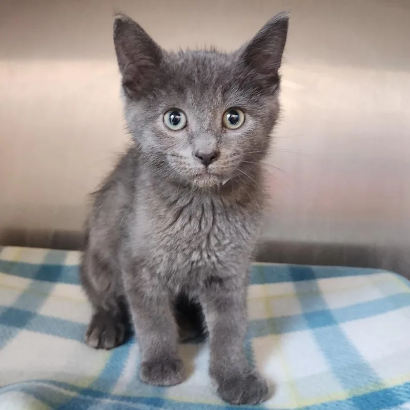 A baby small-sized male Gray / Blue / Silver Domestic Short Hair cat named Slate for adoption in Fort Wayne, IN