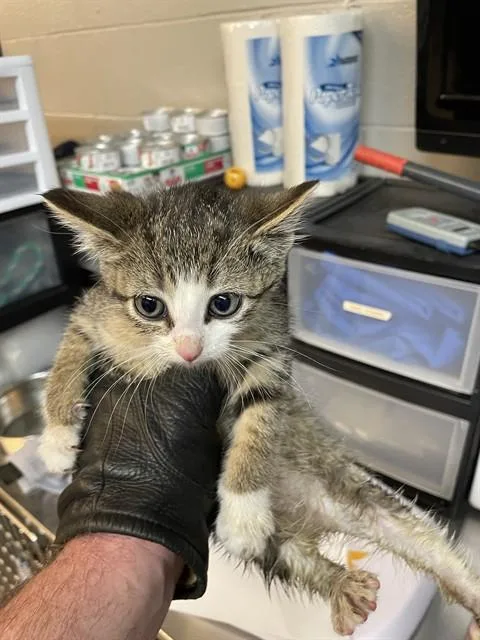 A baby small-sized female Domestic Medium Hair cat named Dawn for adoption in Aurora, IL