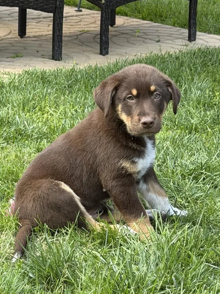 Yogi