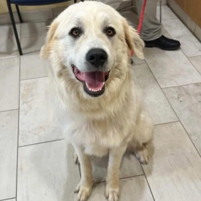 A young large-sized female White / Cream Great Pyrenees dog named Lilly for adoption in Phoenix, MD