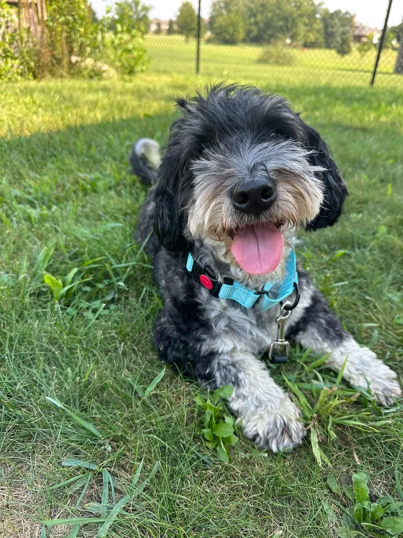 An adult small-sized female Black Bernedoodle dog named Mickey for adoption in Orland Park, IL