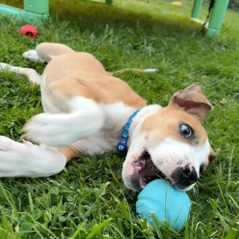A baby small-sized male Pit Bull Terrier dog named Rodeo for adoption in Newberg, OR