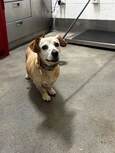 An adult small-sized male Dachshund dog named Rocky for adoption in Upper Marlboro, MD