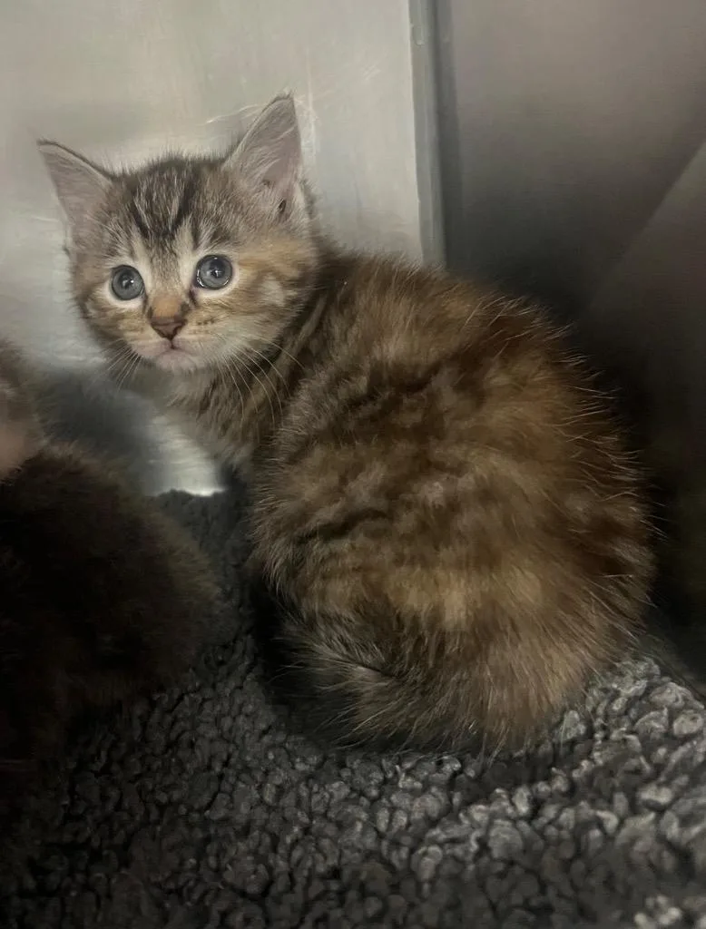 A baby medium-sized female Domestic Short Hair cat named Paris for adoption in Murray, KY