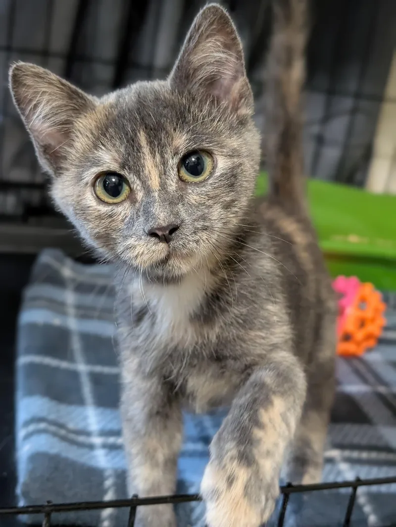A baby medium-sized female Dilute Calico Domestic Short Hair cat named Starfire for adoption in Tilton, IL
