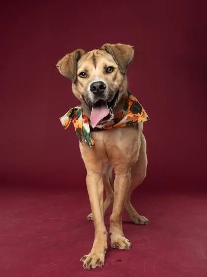 An adult large-sized male Mixed Breed dog named Cram Daniel for adoption in Atlanta, GA