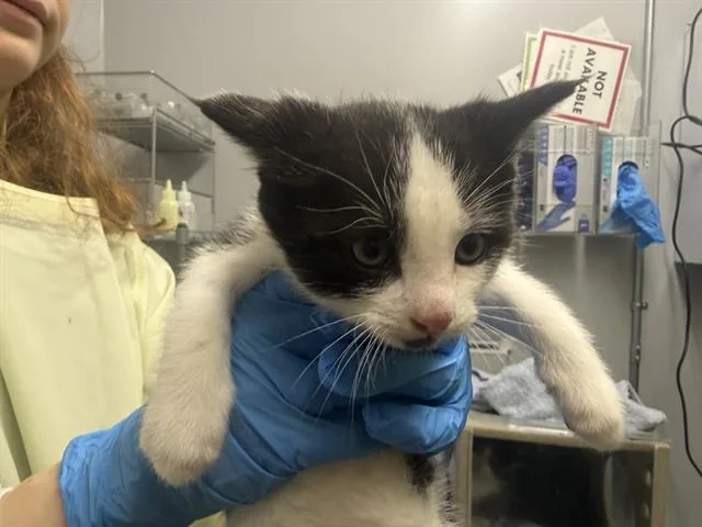 A baby small-sized male Domestic Medium Hair cat named Alfredo for adoption in Kent, WA