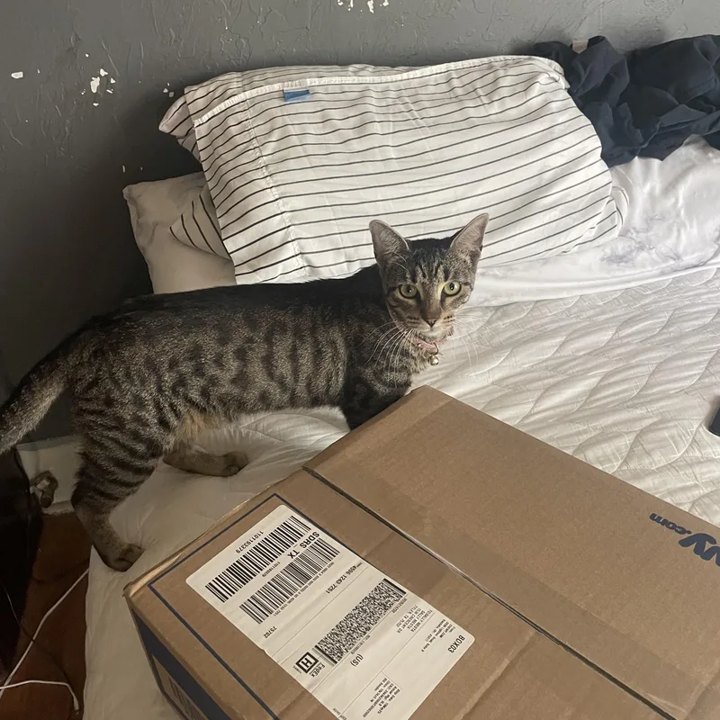 Regina George thumbnail 2