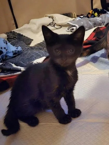 A baby small-sized male Domestic Short Hair cat named Oregano for adoption in Ringoes, NJ