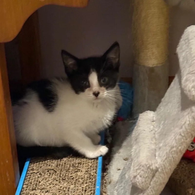 A baby small-sized male White Domestic Short Hair cat named Teddy for adoption in Silver Spring, MD