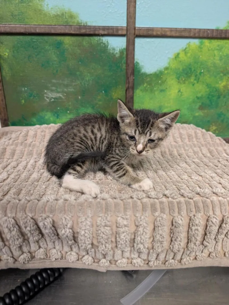 A baby small-sized male Domestic Short Hair cat named Pablo for adoption in Houston, TX