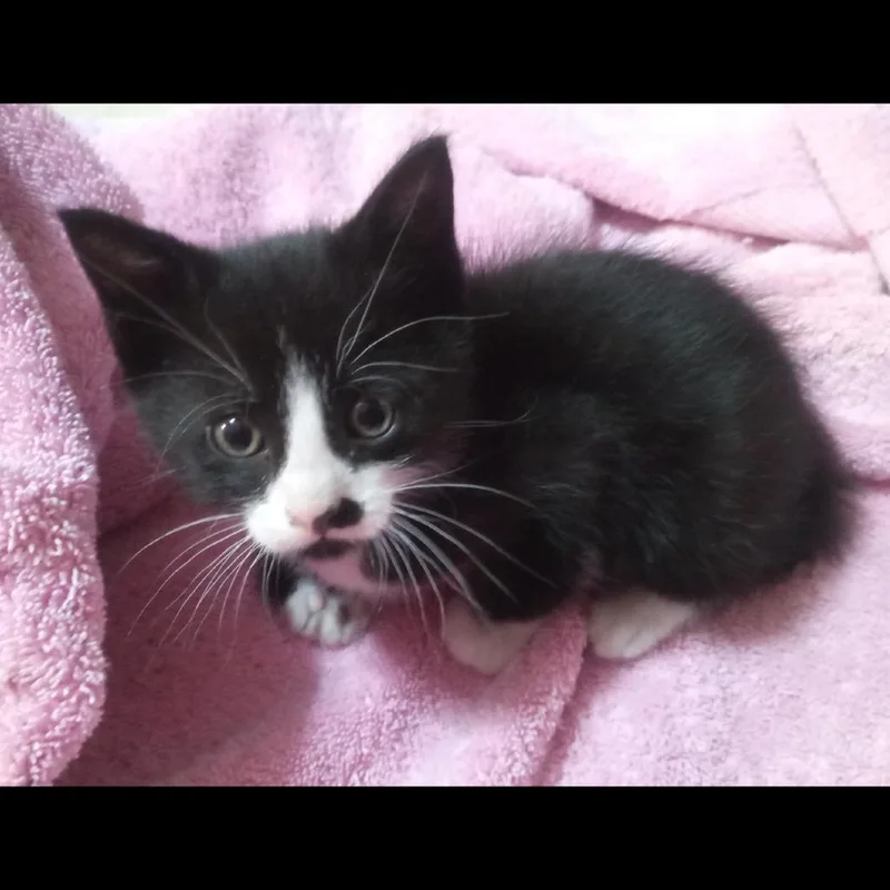 A baby small-sized male Black Domestic Short Hair cat named Salem for adoption in Ashland, OR