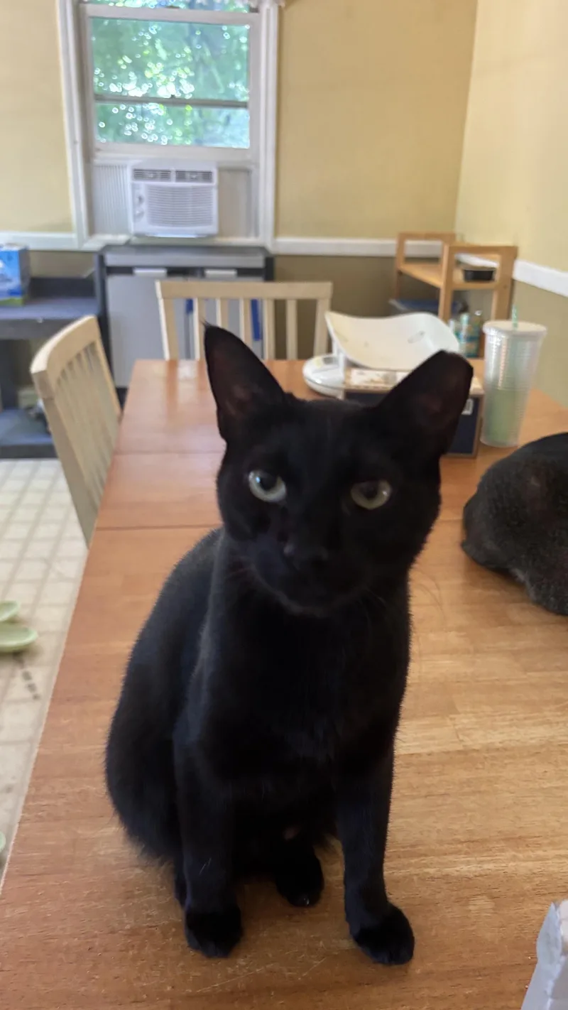 A young medium-sized female Black Domestic Short Hair cat named Galaxy for adoption in Melrose, MA