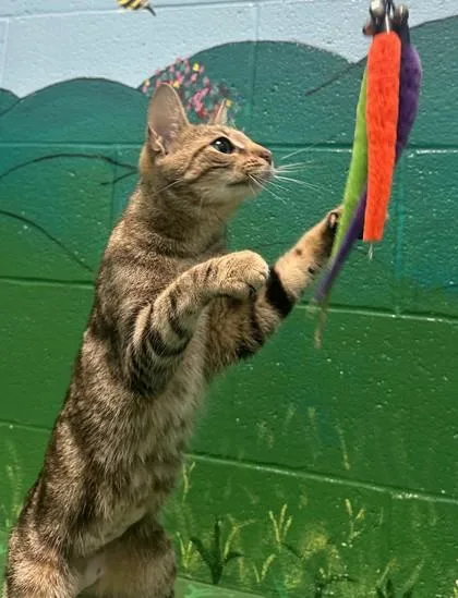 A young small-sized female Domestic Short Hair cat named Mazi for adoption in New Albany, IN