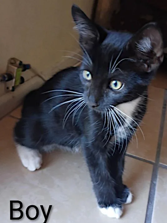 A baby medium-sized male Black & White / Tuxedo Domestic Short Hair cat named Mittens for adoption in Redlands, CA
