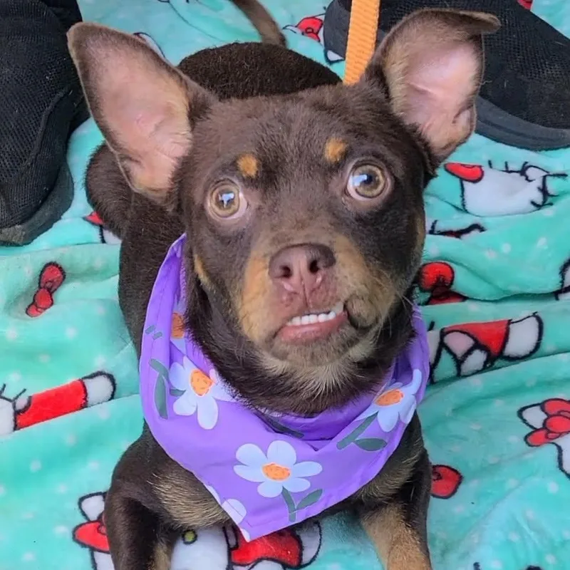 A young small-sized male Chihuahua dog named Goliath for adoption in Woolwich, ME