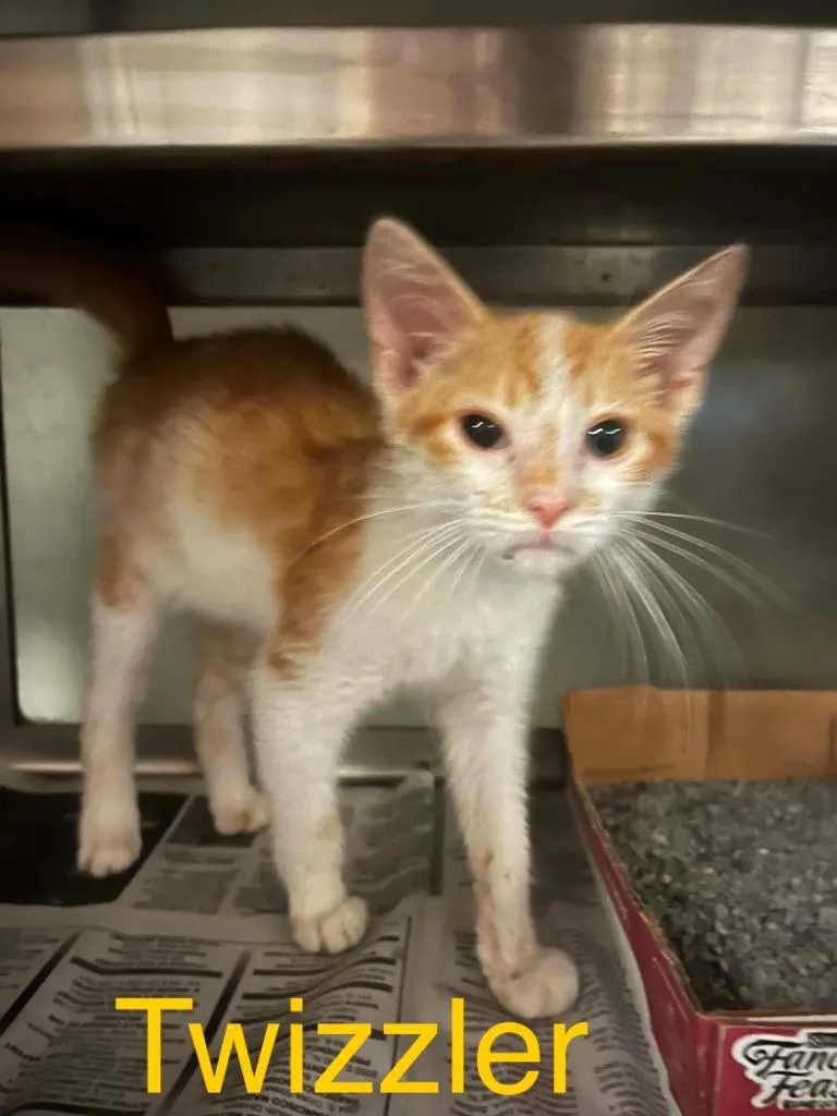 A baby small-sized male Domestic Short Hair cat named Twizzler for adoption in Princeton, IN