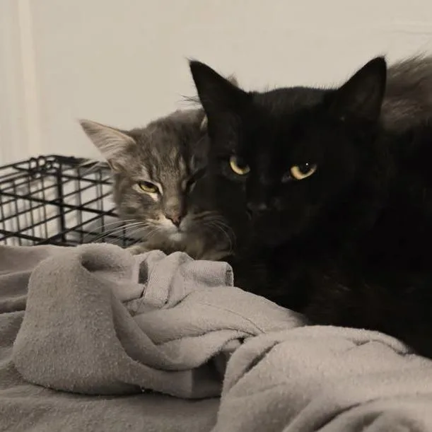 Indy & Boon Bonded thumbnail 4