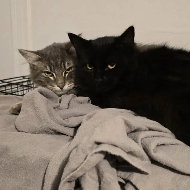 Indy & Boon Bonded thumbnail 5