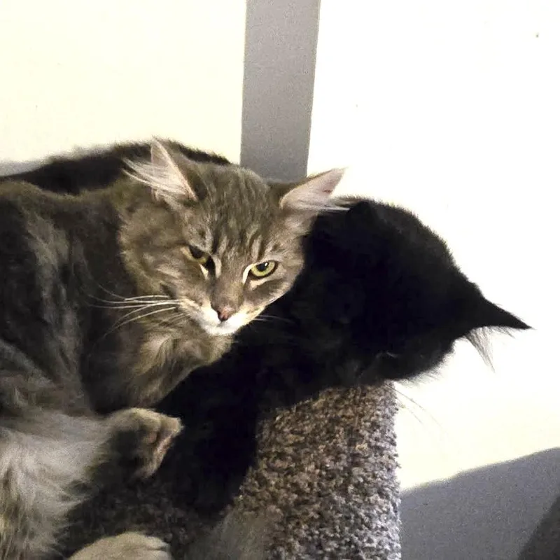 Indy & Boon Bonded thumbnail 6