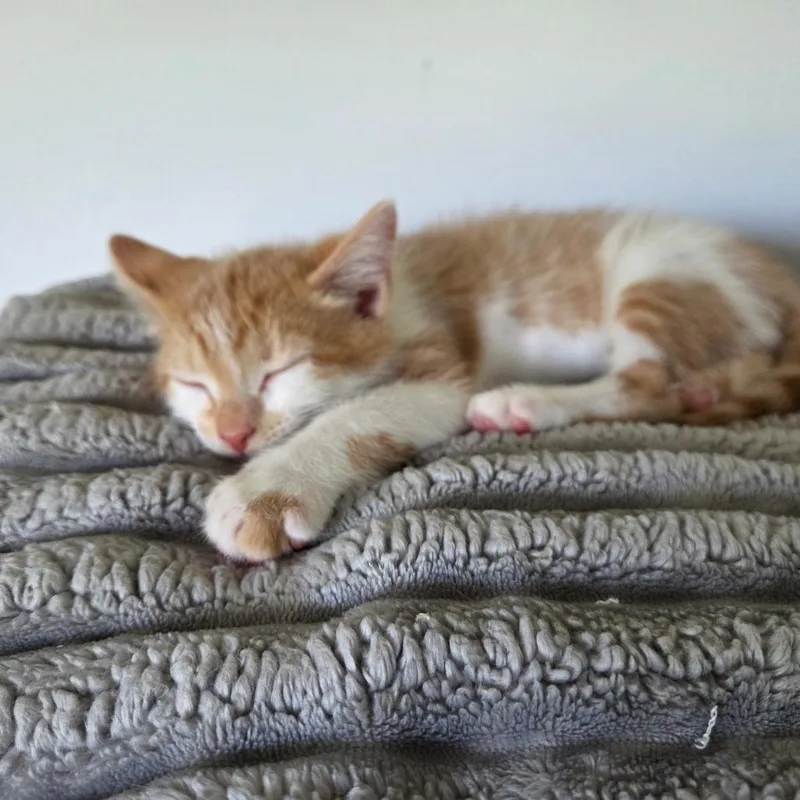 A baby small-sized male Orange / Red Domestic Short Hair cat named Sunny for adoption in Johnstown, PA