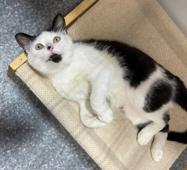 An adult medium-sized male Black & White / Tuxedo Domestic Short Hair cat named Dr Dre for adoption in Madison, WI