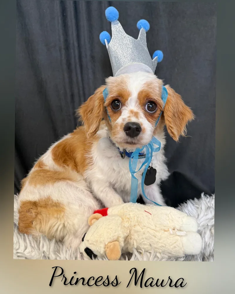 An adult small-sized female White / Cream Cavapoo dog named Maura for adoption in Fredericksburg, VA