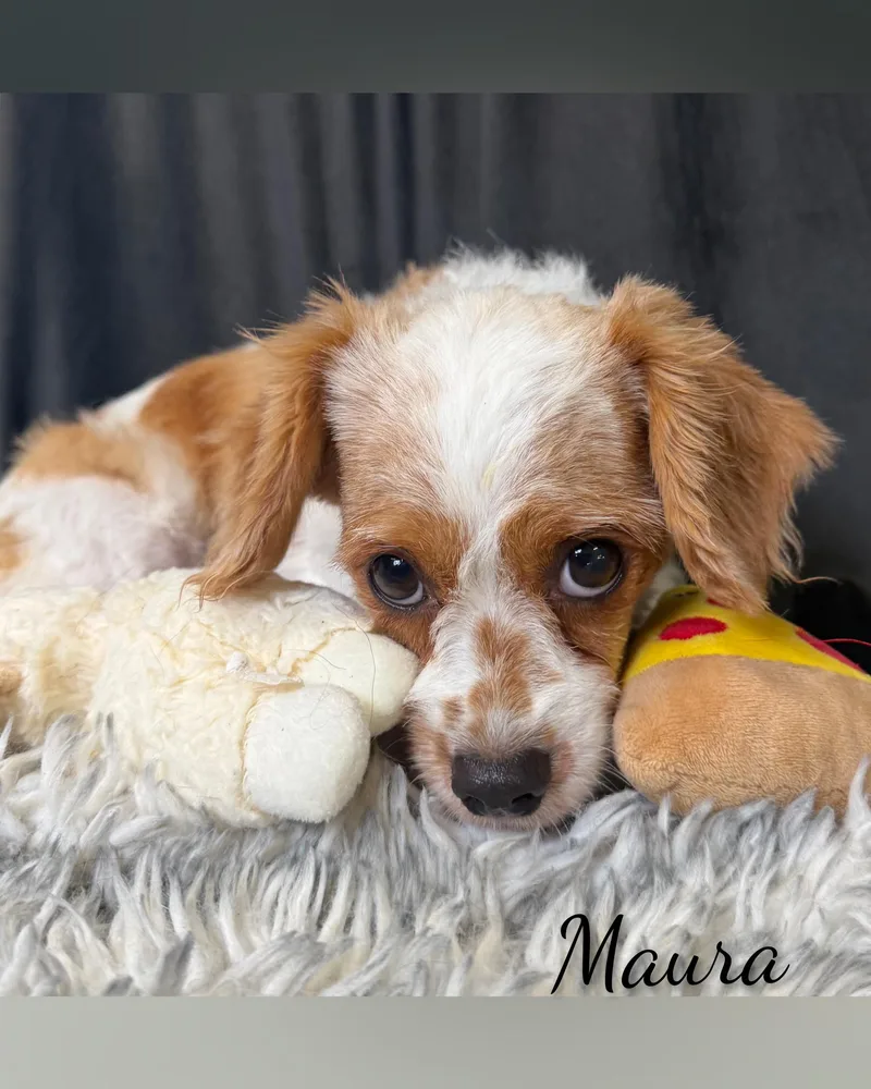 Maura thumbnail 3