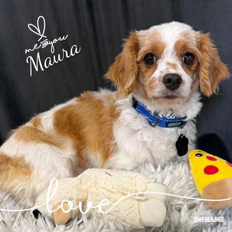 Maura thumbnail 5