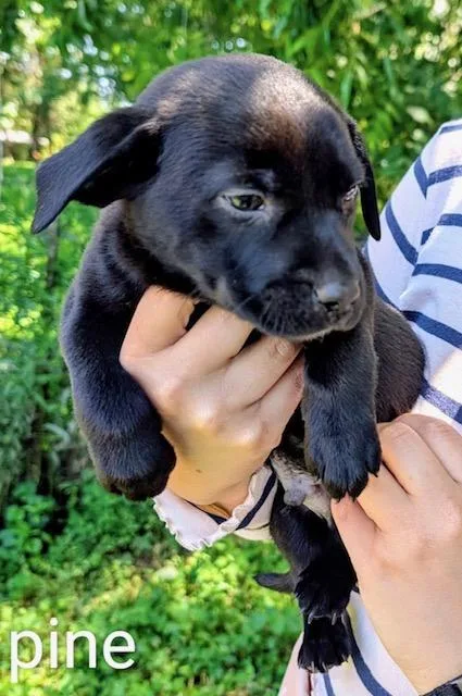 A baby large-sized male Black Labrador Retriever dog named Pine Evergreen for adoption in Andover, MA