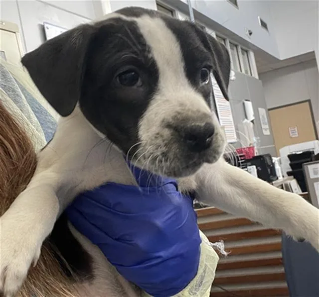 A baby small-sized female Mixed Breed dog named Avocado for adoption in Dallas, TX