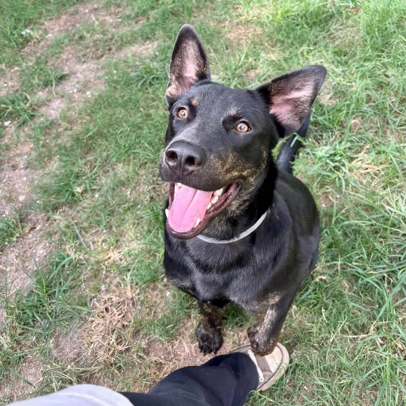 A young medium-sized male Black Labrador Retriever dog named Bruno for adoption in Pittsburgh, PA