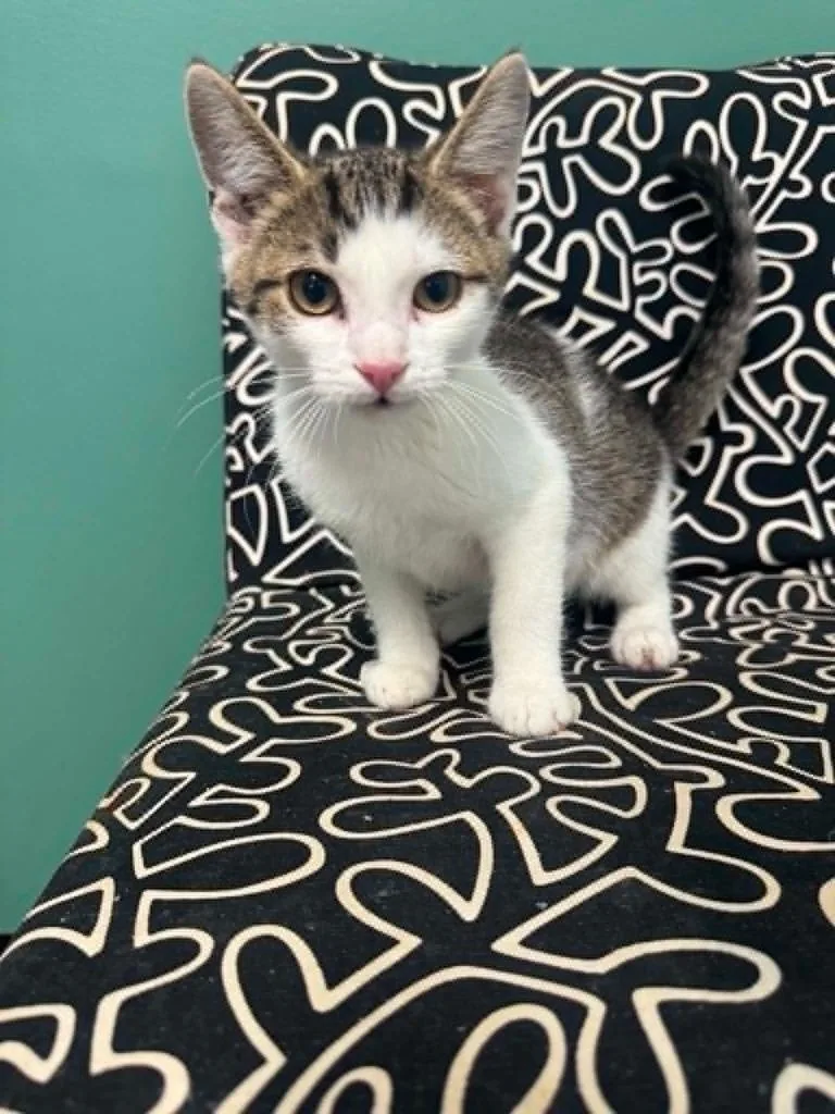 A baby medium-sized male Domestic Short Hair cat named Kain for adoption in Marion, OH