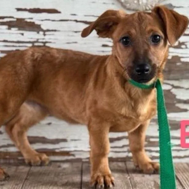 A young small-sized female Golden Dachshund dog named Elena for adoption in Carrollton, TX