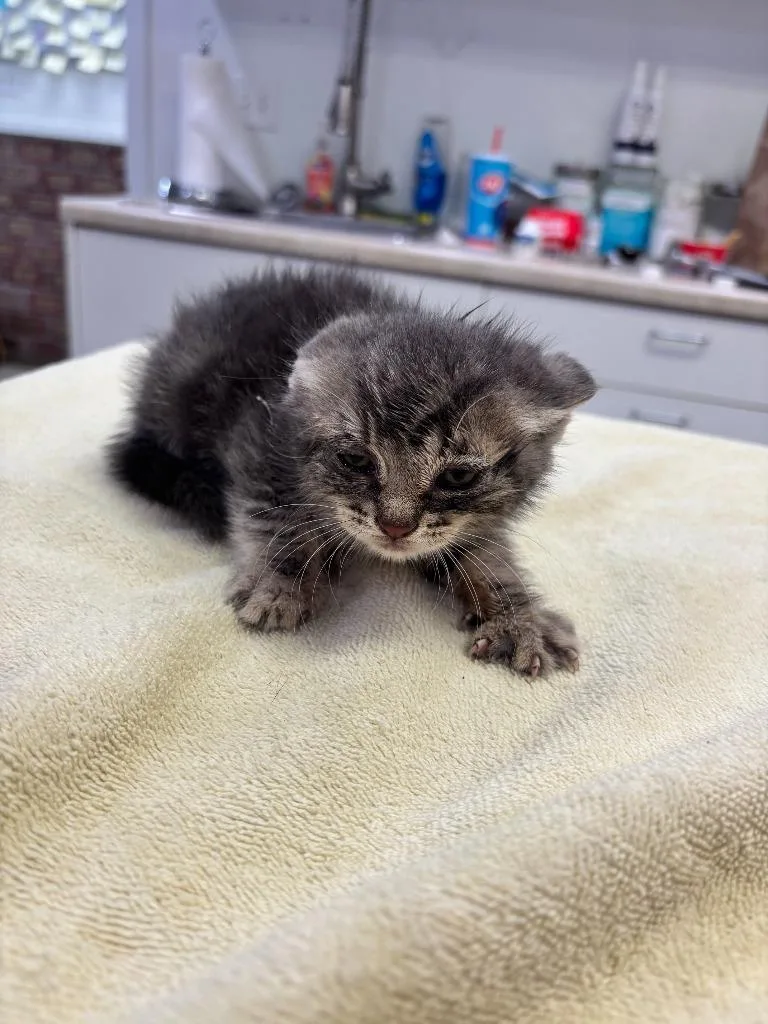 A baby small-sized female Domestic Short Hair cat named Sriracha for adoption in Brookings, OR